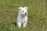 WESTIE 517